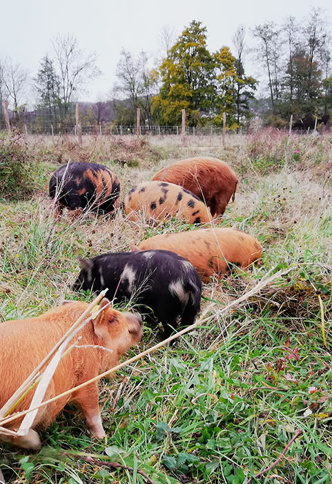 Höflerhof | Kune Kune Weideschweine
