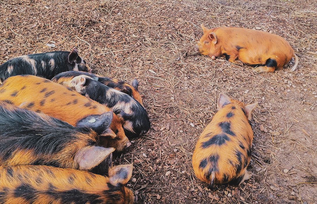 Höflerhof | Kune Kune Weideschweine