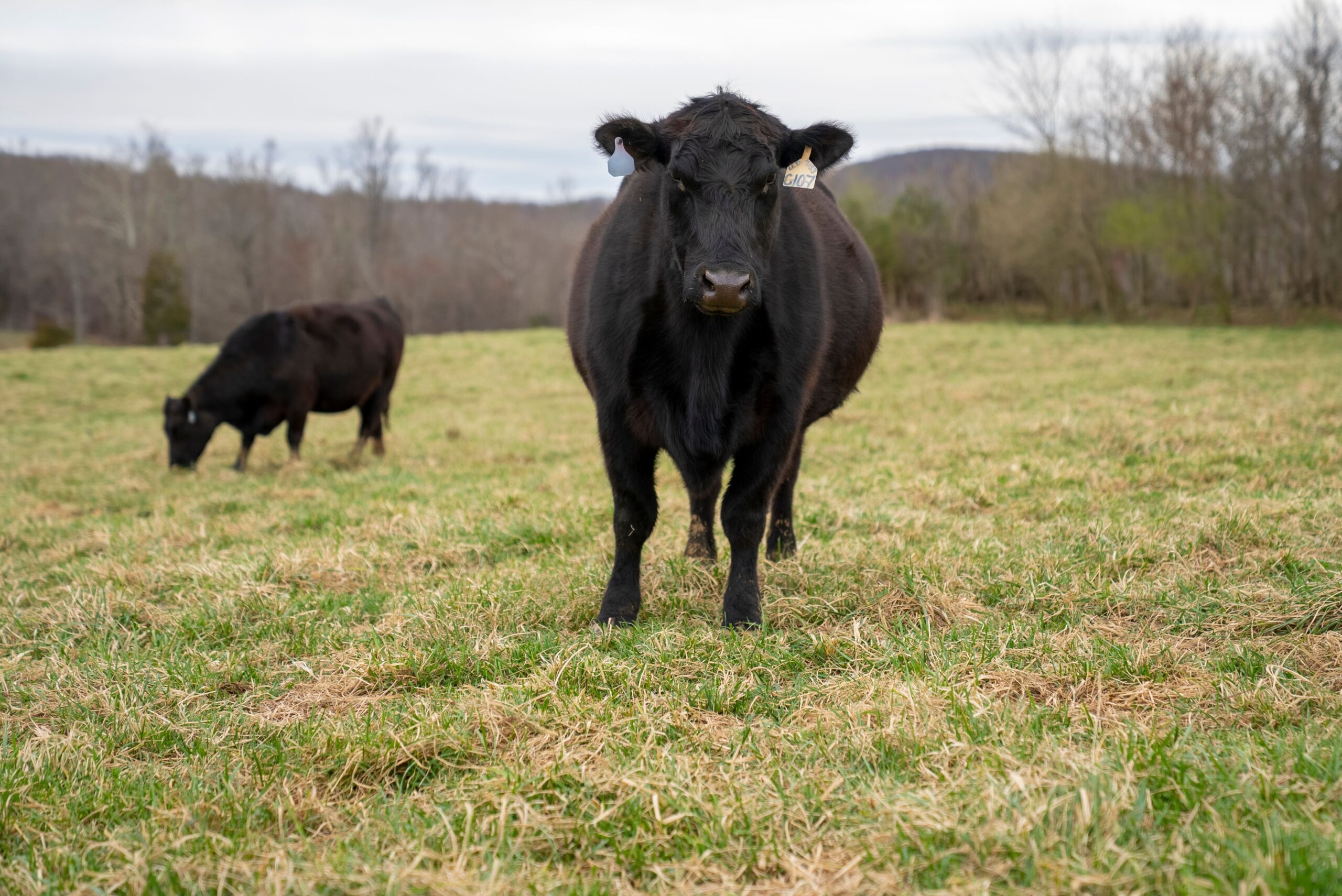 pexels nc farm bureau mark 7164014